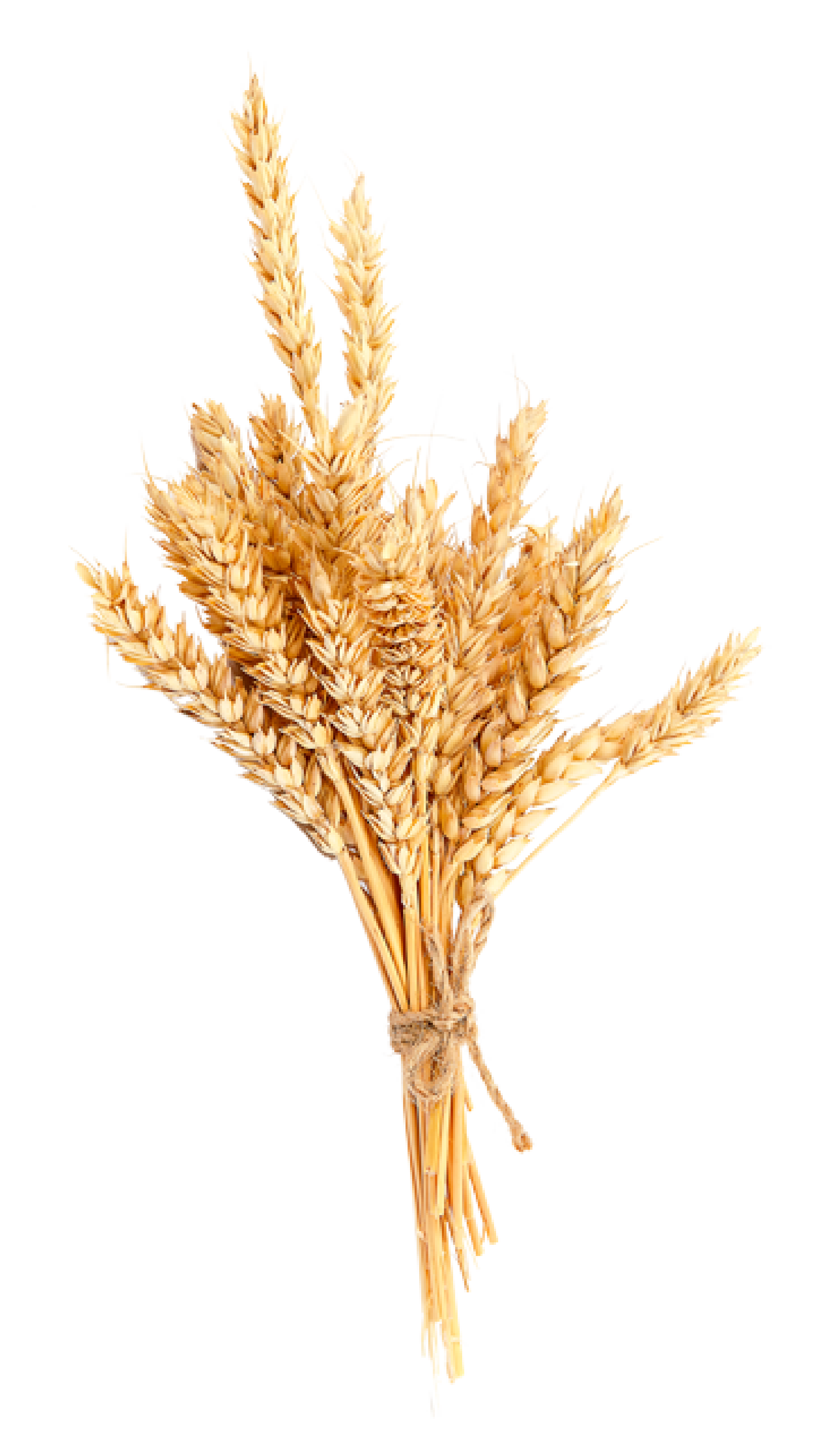 Germen de trigo